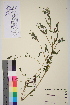  ( - TROM-V-91252)  @11 [ ] CreativeCommons - Attribution Non-Commercial Share-Alike (2013) Unspecified Tromso University Museum