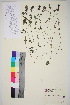  (Euphrasia hyperborea - TROM_V_90473_sg)  @11 [ ] CreativeCommons - Attribution Non-Commercial Share-Alike (2015) Unspecified Tromso University Museum