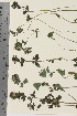  ( - TROM_V_90473_sg)  @11 [ ] CreativeCommons - Attribution Non-Commercial Share-Alike (2015) Unspecified Tromso University Museum