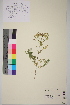  ( - TROM-V-148646)  @11 [ ] CreativeCommons - Attribution Non-Commercial Share-Alike (2013) Unspecified Tromso University Museum