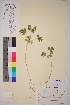  ( - TROM-V-13489)  @11 [ ] CreativeCommons - Attribution Non-Commercial Share-Alike (2013) Unspecified Tromso University Museum