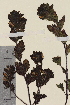  ( - TROM-V-134325)  @11 [ ] CreativeCommons - Attribution Non-Commercial Share-Alike (2013) Unspecified Tromso University Museum