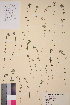  ( - TROM-V-30754)  @11 [ ] CreativeCommons - Attribution Non-Commercial Share-Alike (2013) Unspecified Tromso University Museum