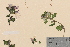  ( - TROM-V-30754)  @11 [ ] CreativeCommons - Attribution Non-Commercial Share-Alike (2013) Unspecified Tromso University Museum