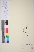  ( - TROM-V-174413)  @11 [ ] CreativeCommons - Attribution Non-Commercial Share-Alike (2013) Unspecified Tromso University Museum