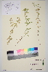  ( - TROM_V_961553_sg)  @11 [ ] CreativeCommons - Attribution Non-Commercial Share-Alike (2014) Unspecified Tromso University Museum