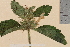  ( - TROM-V-126655)  @11 [ ] CreativeCommons - Attribution Non-Commercial Share-Alike (2014) Unspecified Tromso University Museum