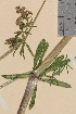  (Galium mollugo - TROM-V-70318)  @11 [ ] CreativeCommons - Attribution Non-Commercial Share-Alike (2014) Unspecified Tromso University Museum