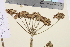  ( - TROM_V_134013_sg)  @11 [ ] CreativeCommons - Attribution Non-Commercial Share-Alike (2014) Unspecified Tromso University Museum