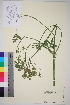  ( - TROM_V_962289_sg)  @11 [ ] CreativeCommons - Attribution Non-Commercial Share-Alike (2014) Unspecified Tromso University Museum
