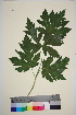  ( - TROM_V_962289_sg)  @11 [ ] CreativeCommons - Attribution Non-Commercial Share-Alike (2014) Unspecified Tromso University Museum