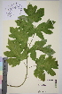  ( - TROM_V_966296_sg)  @11 [ ] CreativeCommons - Attribution Non-Commercial Share-Alike (2014) Unspecified Tromso University Museum