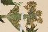 ( - TROM-V-70334)  @11 [ ] CreativeCommons - Attribution Non-Commercial Share-Alike (2014) Unspecified Tromso University Museum