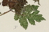  ( - TROM-V-962160)  @11 [ ] CreativeCommons - Attribution Non-Commercial Share-Alike (2014) Unspecified Tromso University Museum