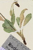  (Hieracium alpinum - TROM_V_87248_sg)  @11 [ ] CreativeCommons - Attribution Non-Commercial Share-Alike (2015) Unspecified Tromso University Museum