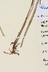  ( - TROM_V_148469_sg)  @11 [ ] CreativeCommons - Attribution Non-Commercial Share-Alike (2015) Unspecified Tromso University Museum