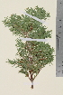  (Juniperus communis communis - TROM_V_134507_sg)  @11 [ ] CreativeCommons - Attribution Non-Commercial Share-Alike (2014) Unspecified Tromso University Museum