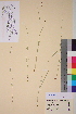  ( - TROM-V-64950)  @11 [ ] CreativeCommons - Attribution Non-Commercial Share-Alike (2013) Unspecified Tromso University Museum