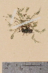  ( - TROM-V-49432)  @11 [ ] CreativeCommons - Attribution Non-Commercial Share-Alike (2013) Unspecified Tromso University Museum