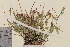  ( - TROM-V-92864)  @11 [ ] CreativeCommons - Attribution Non-Commercial Share-Alike (2013) Unspecified Tromso University Museum