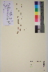  ( - TROM-V-91486)  @11 [ ] CreativeCommons - Attribution Non-Commercial Share-Alike (2013) Unspecified Tromso University Museum