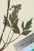  ( - TROM_V_966100_sg)  @11 [ ] CreativeCommons - Attribution Non-Commercial Share-Alike (2014) Unspecified Tromso University Museum