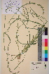  ( - TROM-V-62785)  @11 [ ] CreativeCommons - Attribution Non-Commercial Share-Alike (2013) Unspecified Tromso University Museum