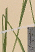  (Luzula luzuloides - TROM-V-146317)  @11 [ ] CreativeCommons - Attribution Non-Commercial Share-Alike (2013) Unspecified Tromso University Museum