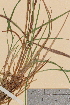  (Luzula sudetica - TROM-V-49664)  @11 [ ] CreativeCommons - Attribution Non-Commercial Share-Alike (2013) Unspecified Tromso University Museum