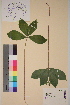  ( - TROM-V-38483)  @11 [ ] CreativeCommons - Attribution Non-Commercial Share-Alike (2013) Unspecified Tromso University Museum