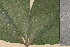  ( - TROM-V-38483)  @11 [ ] CreativeCommons - Attribution Non-Commercial Share-Alike (2013) Unspecified Tromso University Museum