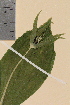  ( - TROM-V-38483)  @11 [ ] CreativeCommons - Attribution Non-Commercial Share-Alike (2013) Unspecified Tromso University Museum