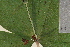  ( - TROM-V-961982)  @11 [ ] CreativeCommons - Attribution Non-Commercial Share-Alike (2013) Unspecified Tromso University Museum