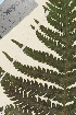  ( - TROM_V_990029_sg)  @11 [ ] CreativeCommons - Attribution Non-Commercial Share-Alike (2014) Unspecified Tromso University Museum