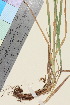  ( - TROM_V_146630_sg)  @11 [ ] CreativeCommons - Attribution Non-Commercial Share-Alike (2015) Unspecified Tromso University Museum