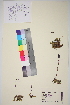  ( - TROM_V_162422_sg)  @11 [ ] CreativeCommons - Attribution Non-Commercial Share-Alike (2014) Unspecified Tromso University Museum