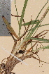  ( - TROM-V-53878)  @11 [ ] CreativeCommons - Attribution Non-Commercial Share-Alike (2013) Unspecified Tromso University Museum
