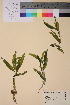  ( - TROM-V-53978)  @11 [ ] CreativeCommons - Attribution Non-Commercial Share-Alike (2013) Unspecified Tromso University Museum