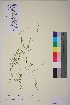  ( - TROM-V-88692)  @11 [ ] CreativeCommons - Attribution Non-Commercial Share-Alike (2013) Unspecified Tromso University Museum