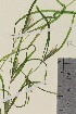  ( - TROM-V-88692)  @11 [ ] CreativeCommons - Attribution Non-Commercial Share-Alike (2013) Unspecified Tromso University Museum
