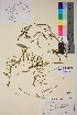  ( - TROM-V-105868)  @11 [ ] CreativeCommons - Attribution Non-Commercial Share-Alike (2013) Unspecified Tromso University Museum