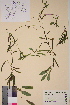  ( - TROM-V-45648)  @11 [ ] CreativeCommons - Attribution Non-Commercial Share-Alike (2013) Unspecified Tromso University Museum