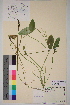  ( - TROM-V-151203)  @11 [ ] CreativeCommons - Attribution Non-Commercial Share-Alike (2013) Unspecified Tromso University Museum
