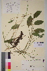  ( - TROM-V-151206)  @11 [ ] CreativeCommons - Attribution Non-Commercial Share-Alike (2013) Unspecified Tromso University Museum
