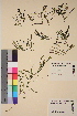  ( - TROM-V-34141)  @11 [ ] CreativeCommons - Attribution Non-Commercial Share-Alike (2013) Unspecified Tromso University Museum