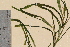  ( - TROM-V-34141)  @11 [ ] CreativeCommons - Attribution Non-Commercial Share-Alike (2013) Unspecified Tromso University Museum