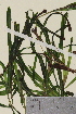  (Potamogeton cf - TROM-V-91198)  @11 [ ] CreativeCommons - Attribution Non-Commercial Share-Alike (2013) Unspecified Tromso University Museum