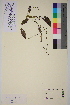  ( - TROM-V-85421)  @11 [ ] CreativeCommons - Attribution Non-Commercial Share-Alike (2013) Unspecified Tromso University Museum