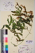  ( - TROM-V-150717)  @11 [ ] CreativeCommons - Attribution Non-Commercial Share-Alike (2013) Unspecified Tromso University Museum