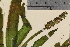  ( - TROM-V-150717)  @11 [ ] CreativeCommons - Attribution Non-Commercial Share-Alike (2013) Unspecified Tromso University Museum